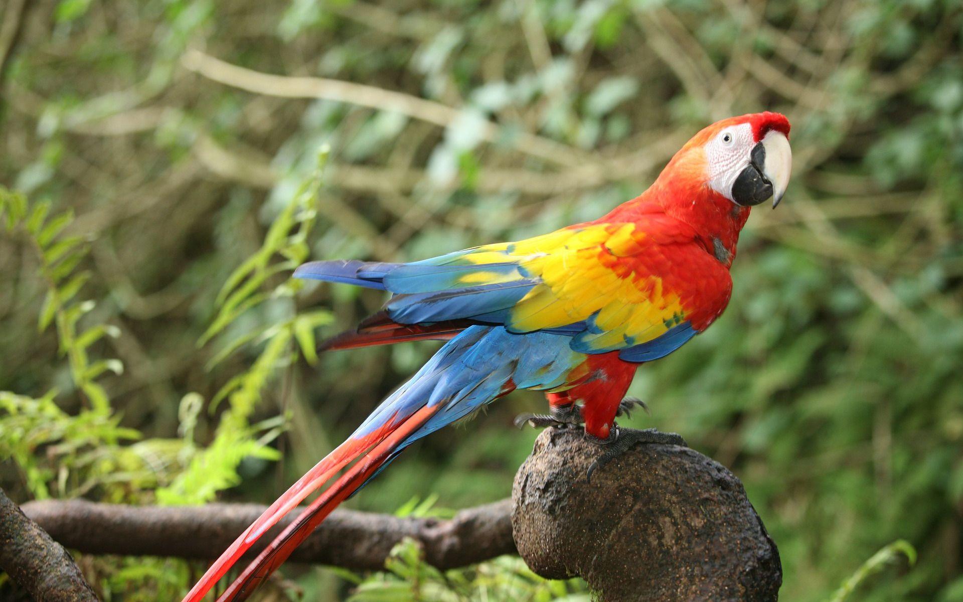 1920x1200 Download wallpaper Scarlet macaw, beautiful red parrot, macaw, tropical birds, South America for desktop with resolution 1920x1200. High Quality HD picture wallpaper