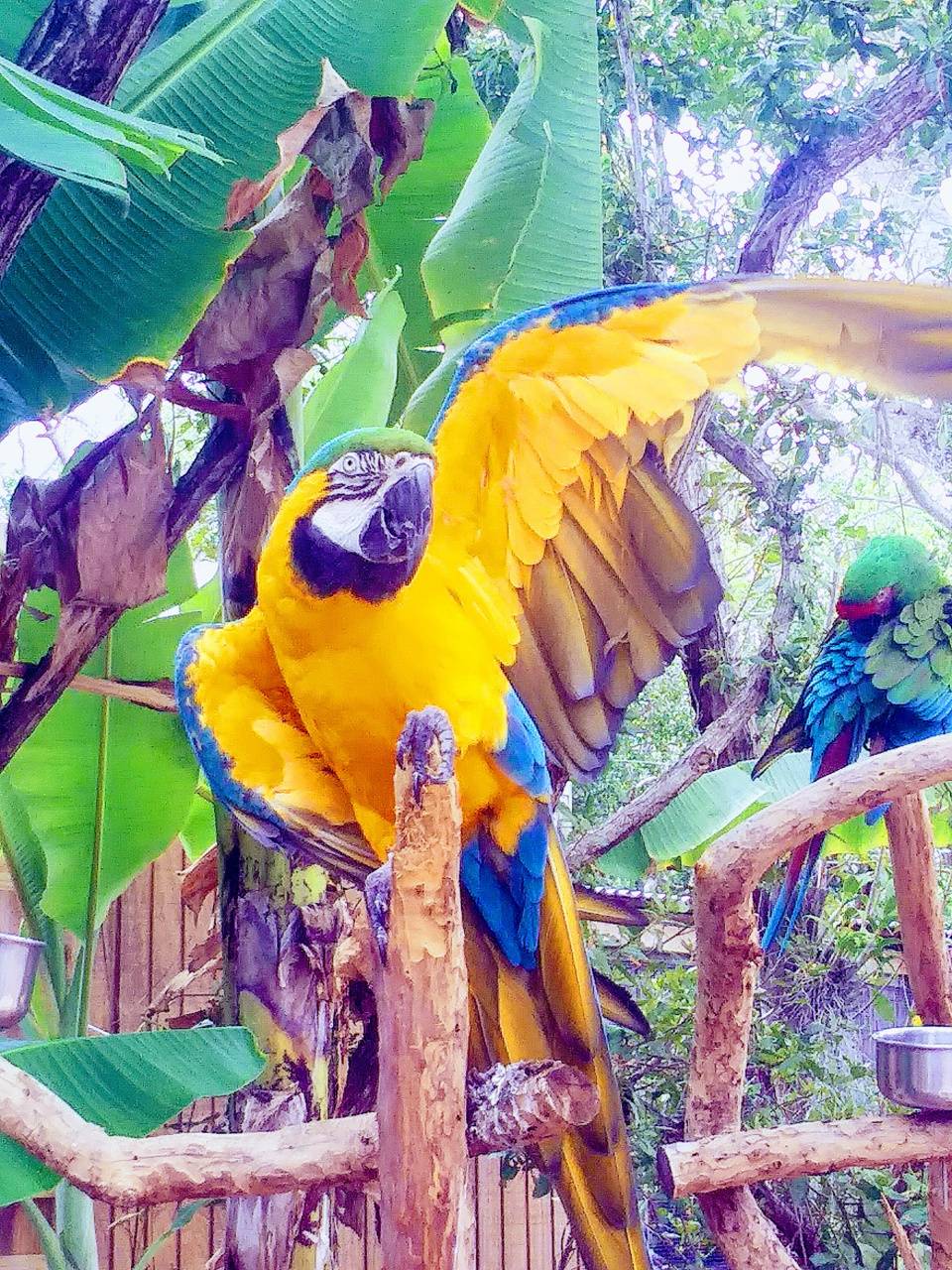960x1280 Tropical bird wallpaper