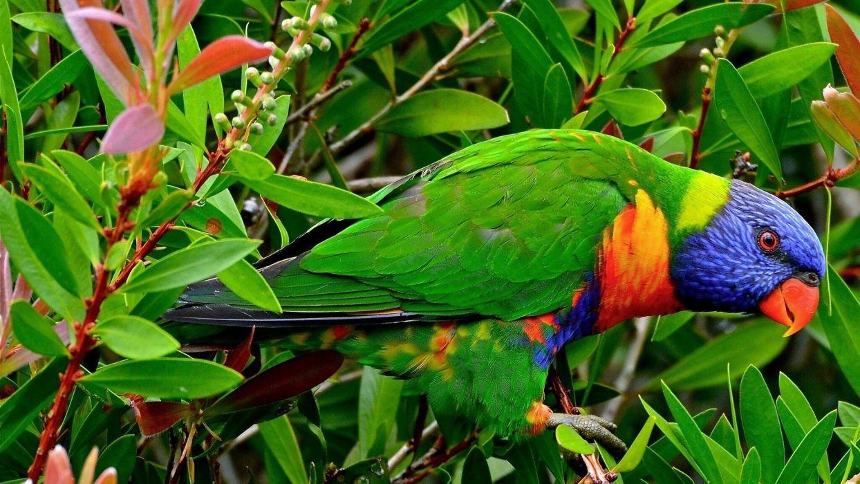 1244x700 Multicolor birds animals tropical parrots rainbow lorikeet wallpaperx1080