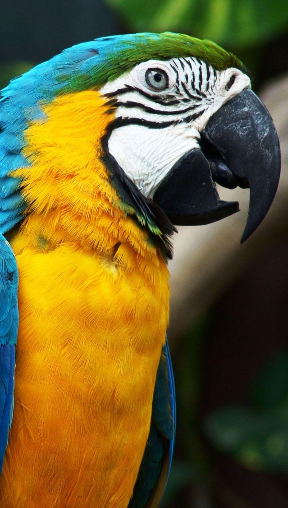1089x1920 Tropical parrot htc one wallpaper, free and easy to download
