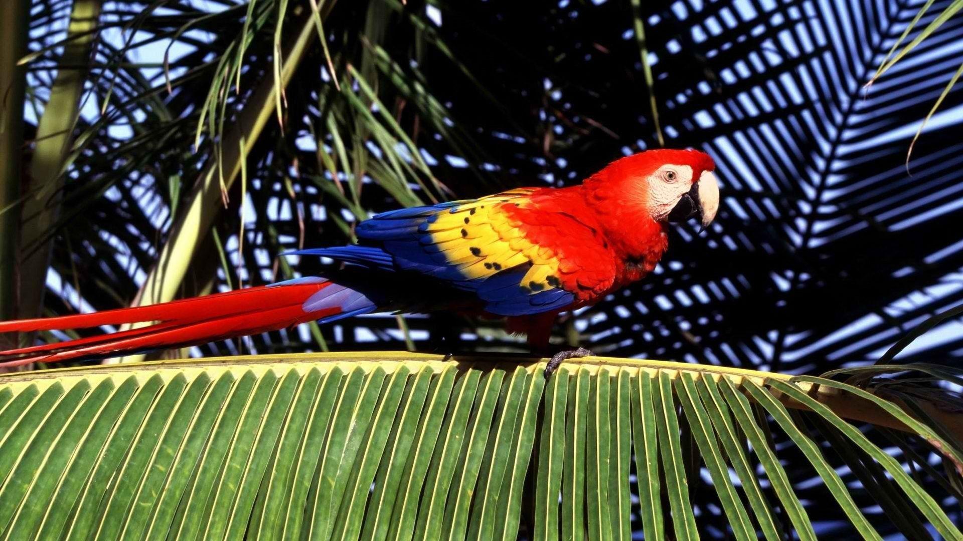 1920x1080 birds, Tropical, Parrots, Scarlet, Macaws, Macaw, Palm, Leaves Wallpaper HD / Desktop and Mobile Background