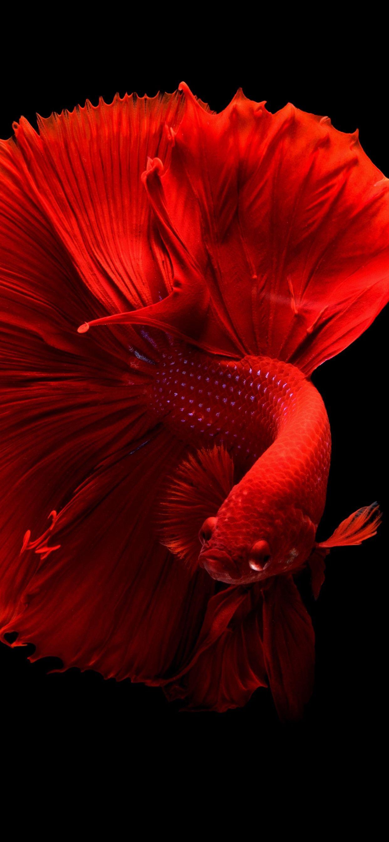 1242x2688 Beautiful Red Fish, Tail, Black Background 1242x2688 IPhone 11 Pro XS Max Wallpaper, Background, Picture, Image
