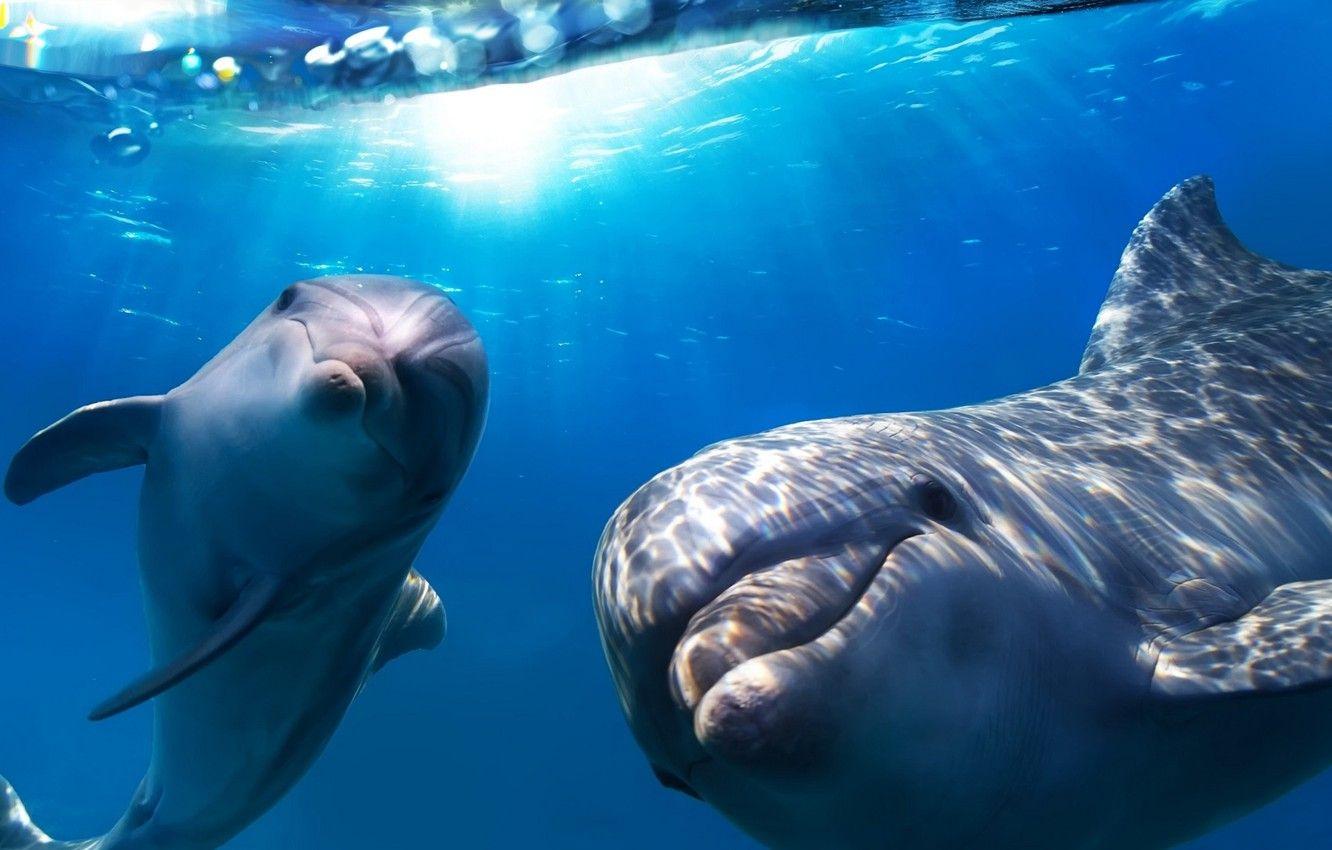 1332x850 Wallpaper happy, Smart, Flipper, Dolphins image for desktop, section животные