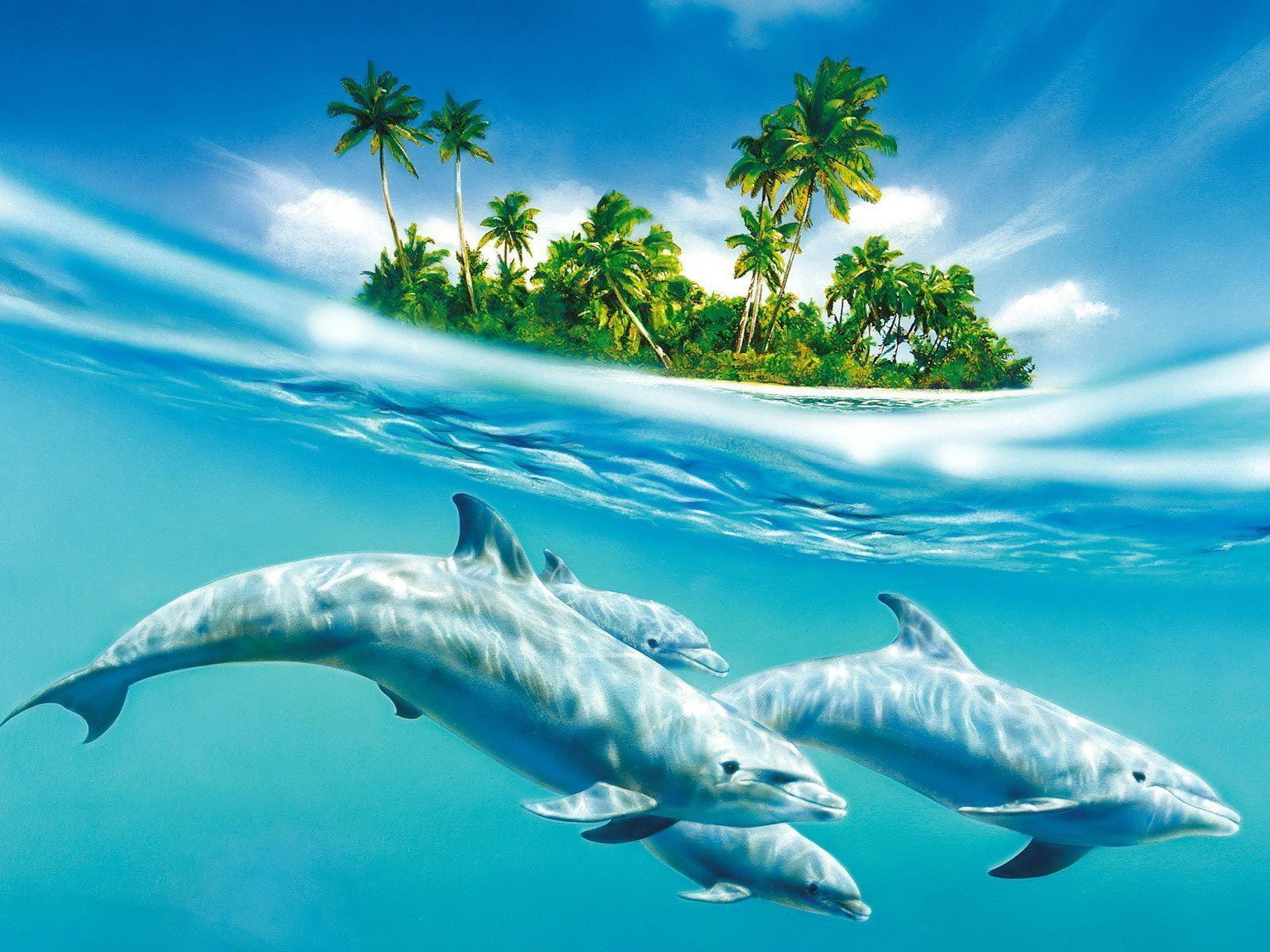 1600x1200 Dolphin Background