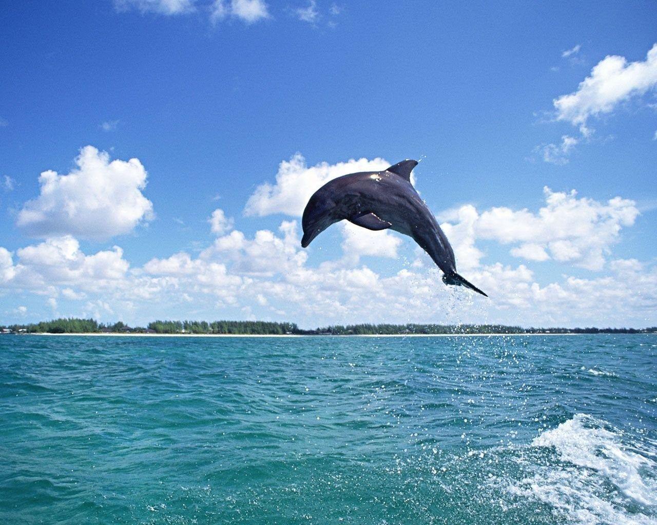 1280x1024 Dolphin Wallpaper HD And Image For Desktop Desktop Background