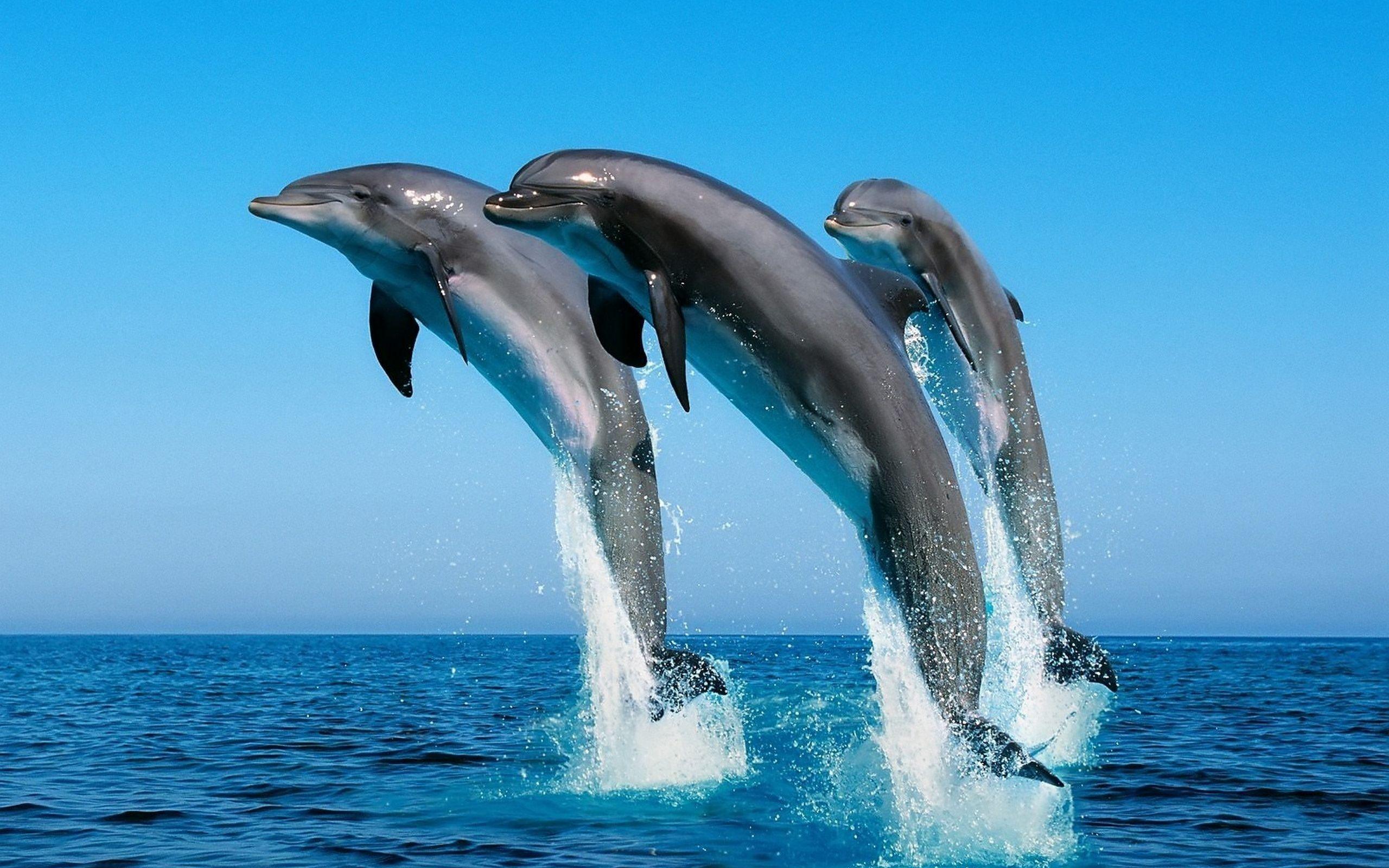 2560x1600 Dolphins Desktop Wallpaper HD Wallpaper, HD Pics