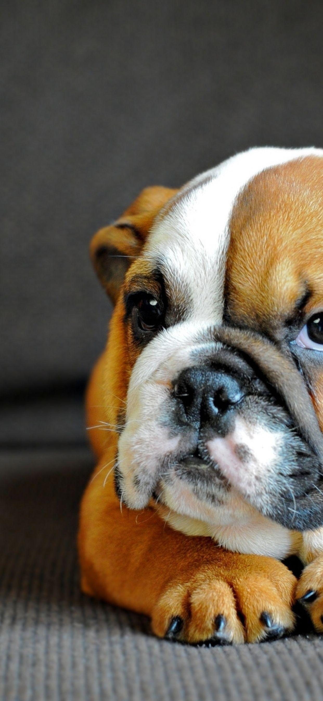 1242x2688 english bulldog, puppy, dog iPhone XS MAX Wallpaper, HD Animals 4K Wallpaper, Image, Photo and Background