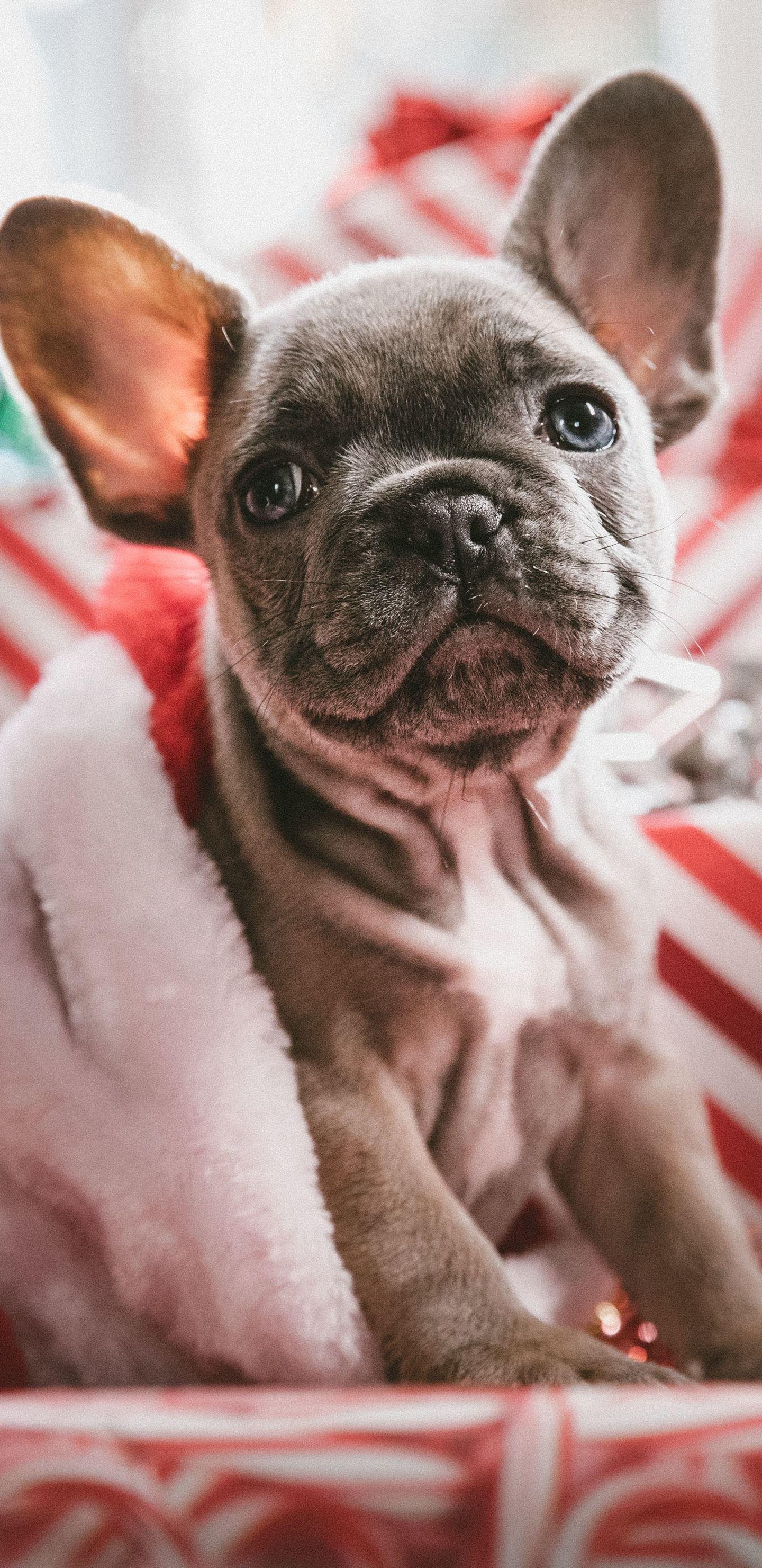1440x2960 French Bulldog Christmas 7 French Bulldog Wallpaper & Background Download
