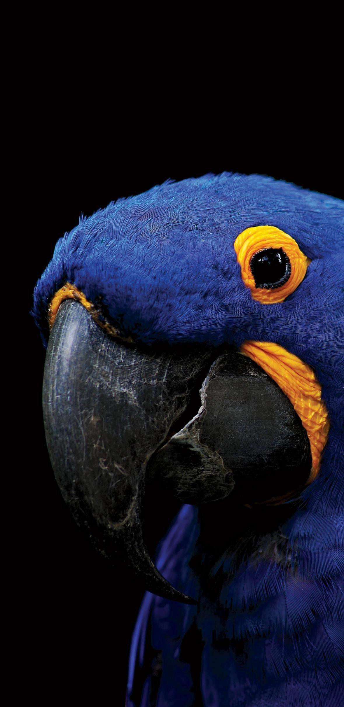1179x2424 Animal Amoled Wallpaper Data Src Beautiful Amoled Wallpaper S10