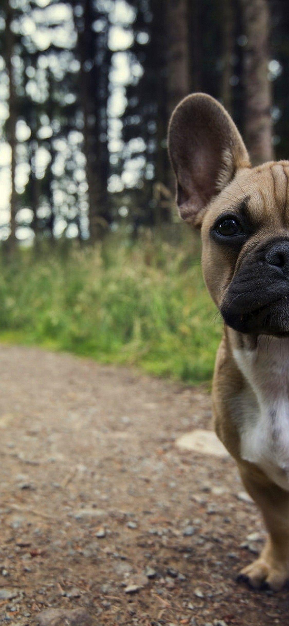 1125x2436 French Bulldog, Looking At Camera, Road, Puppy Bulldog iPhone 7 Wallpaper & Background Download