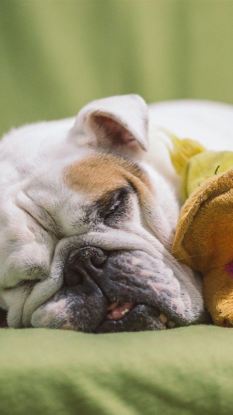 750x1334 Bulldog Sleep, Toy 750x1334 IPhone 8 7 6 6S Wallpaper, Background, Picture, Image