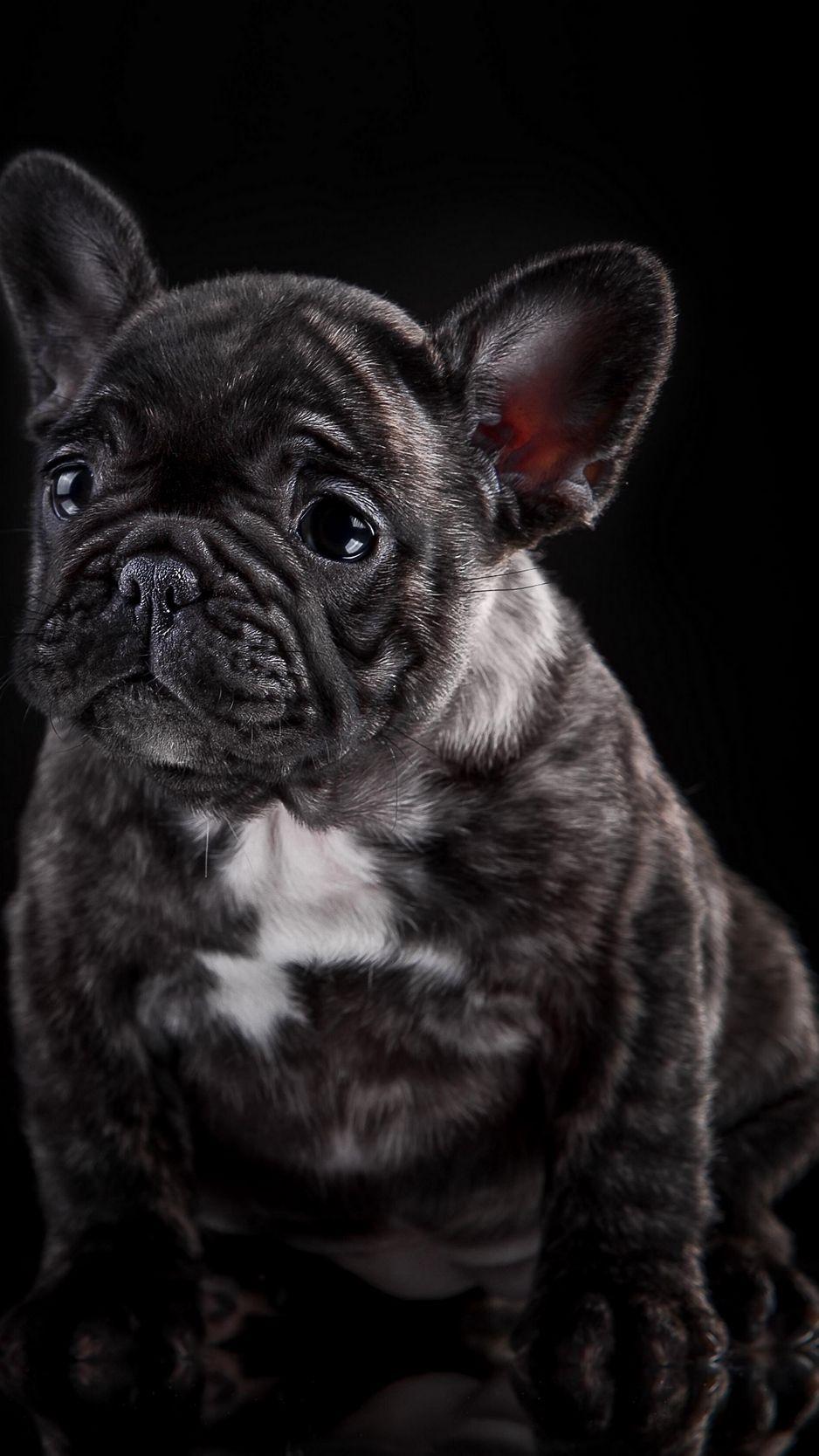 938x1668 Wallpaper French Bulldog, Puppy, Dog Bulldog iPhone X