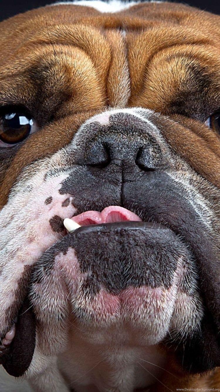 750x1334 iPhone 6 Bulldog Wallpaper HD, Desktop Background 750x1334. Desktop Background