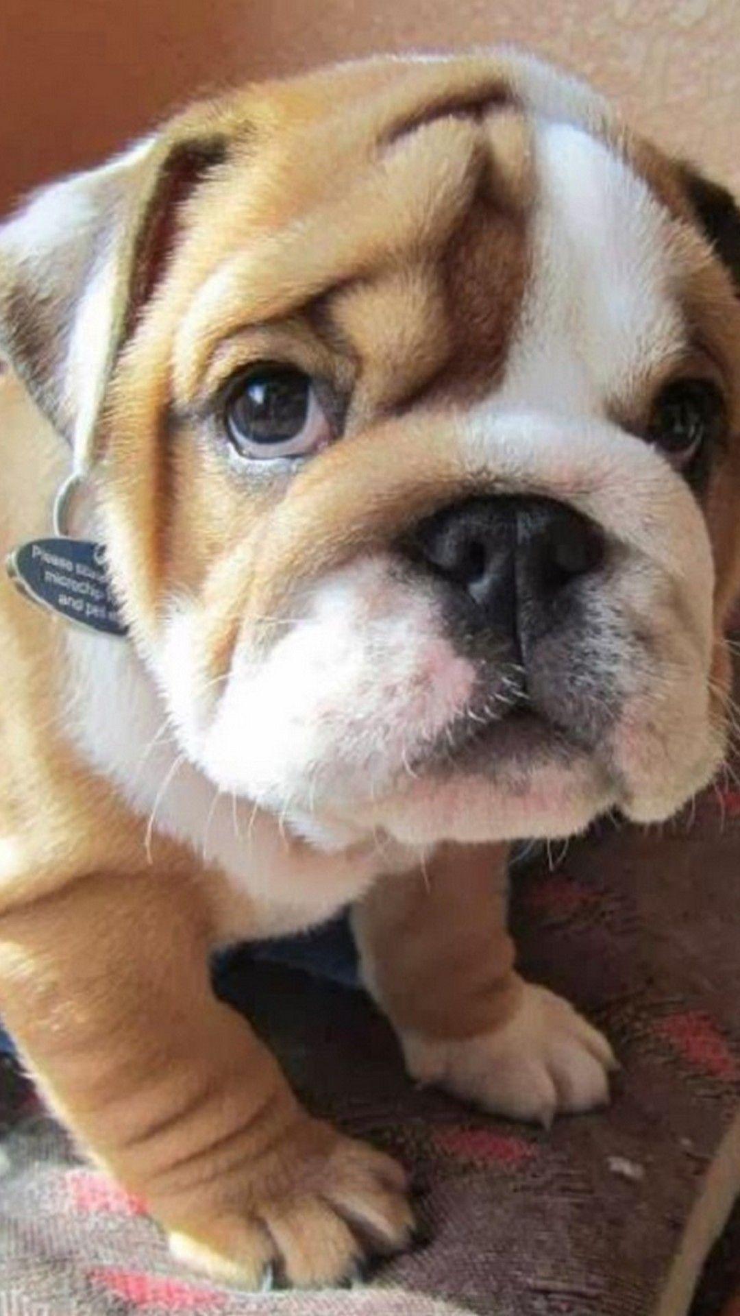 1080x1920 Wallpaper iPhone Puppy iPhone Wallpaper. Friendly dog breeds, Cute baby animals, Cute dogs