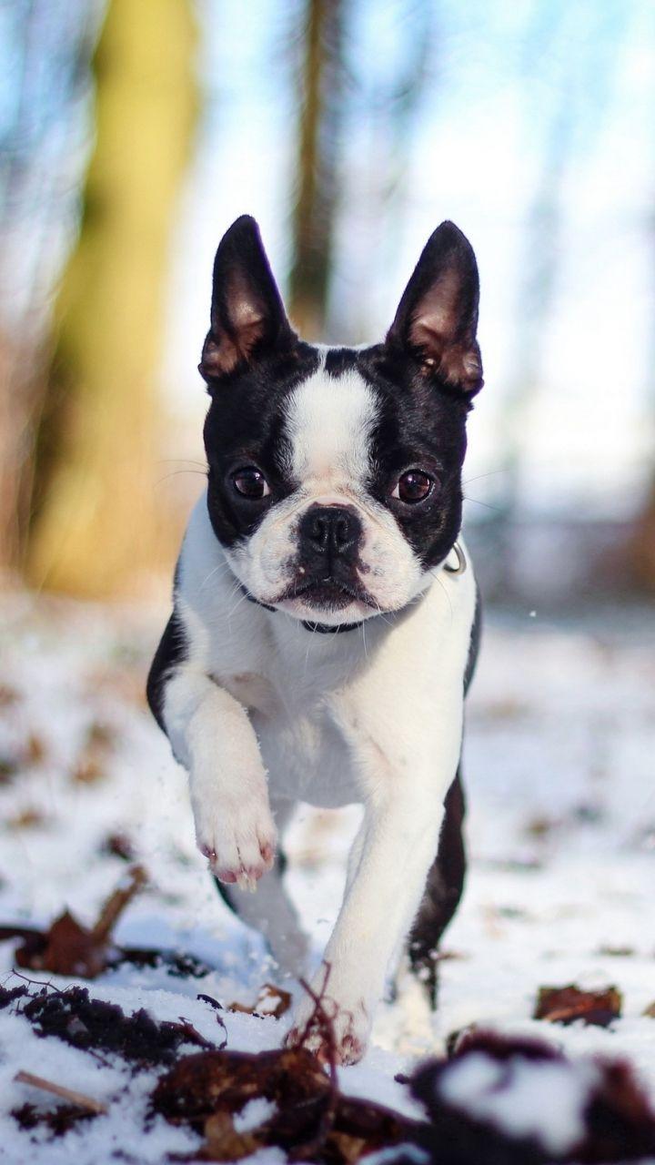 720x1280 Free download French Bulldog Wallpaper iPhone [720x1280] for your Desktop, Mobile & Tablet. Explore French Bulldogs Wallpaper. French Bulldogs Wallpaper, Bulldogs Wallpaper, UGA Bulldogs Wallpaper