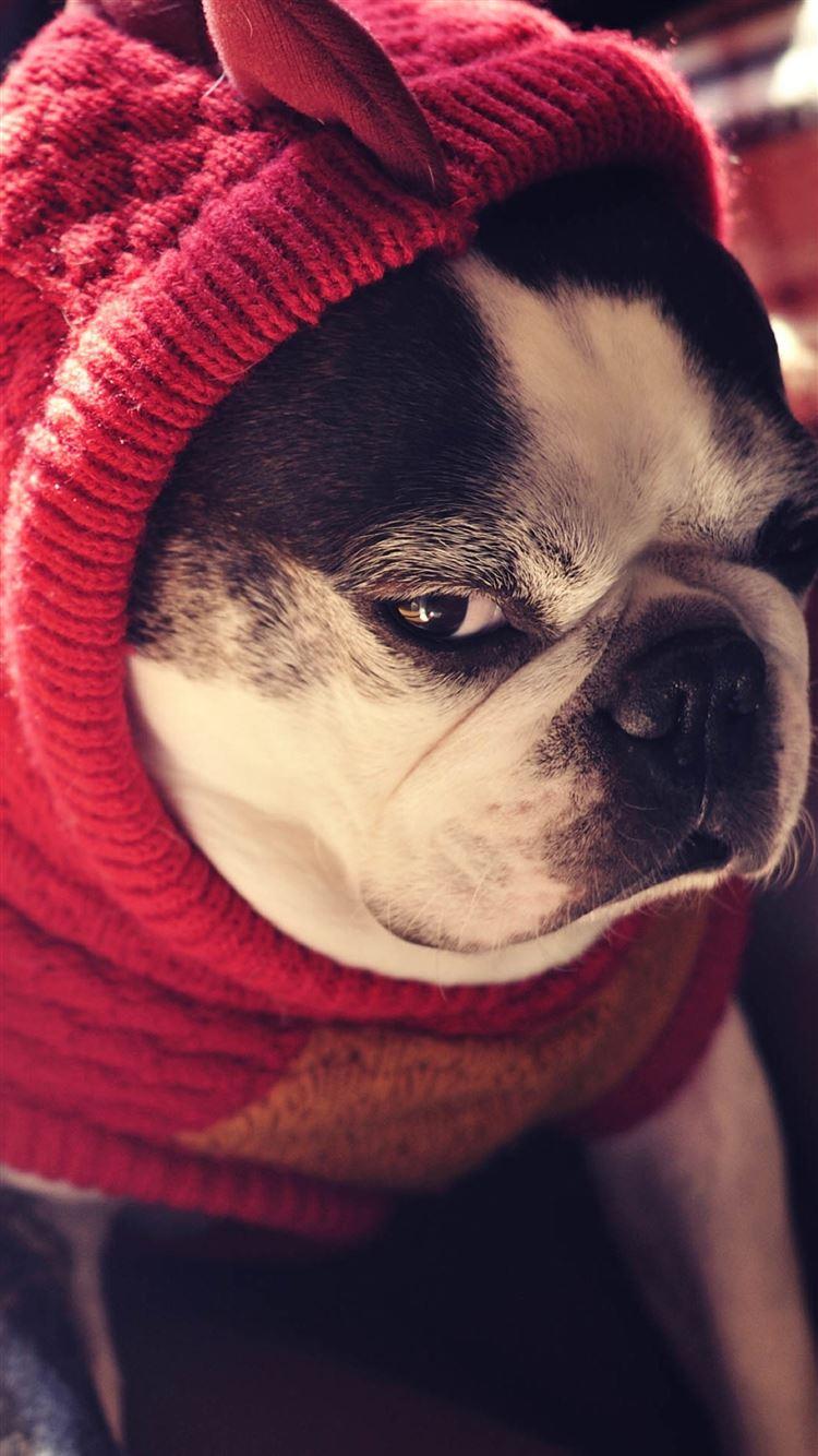 1080x1920 Best bulldog iPhone 8 Wallpaper HD