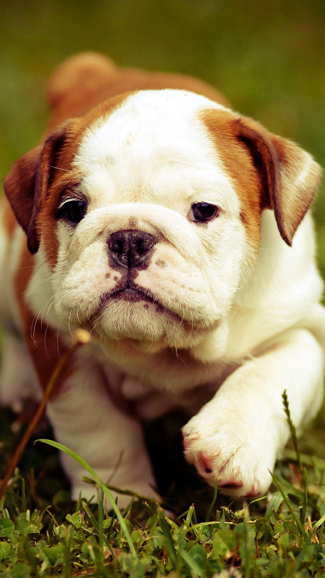 1080x1920 Cute Bulldog iPhone Wallpaper HD