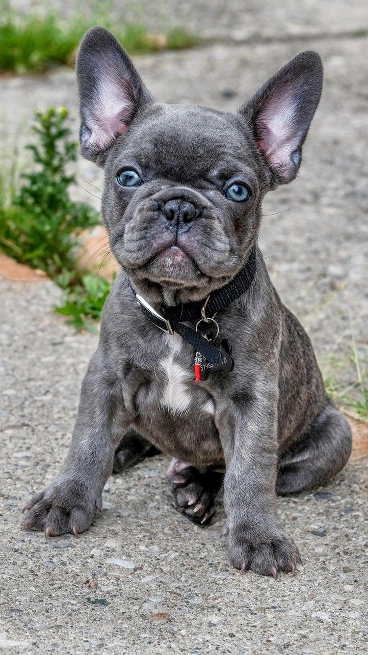 750x1334 Cute French Bulldog Wallpaper iPhone Wallpaper & Background Download