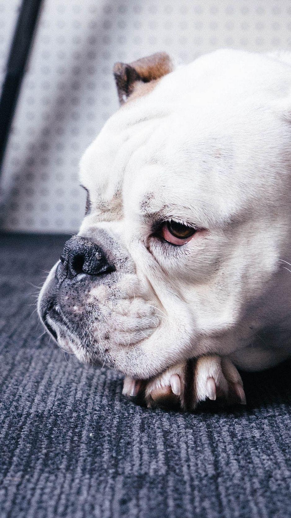 938x1668 Download Wallpaper 938x1668 Bulldog, Dog, White, Pet Iphone 8 7 6s 6 For Parallax HD Background