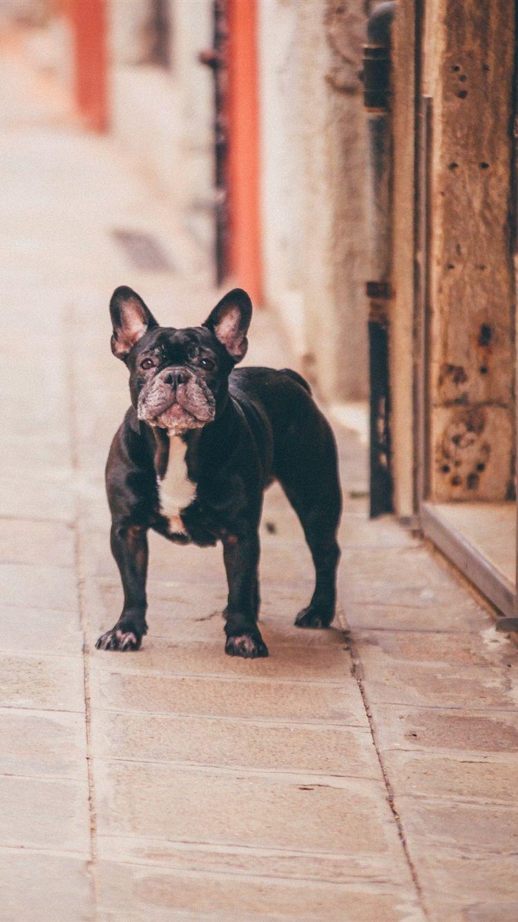 750x1334 Bulldog HD Wallpaper