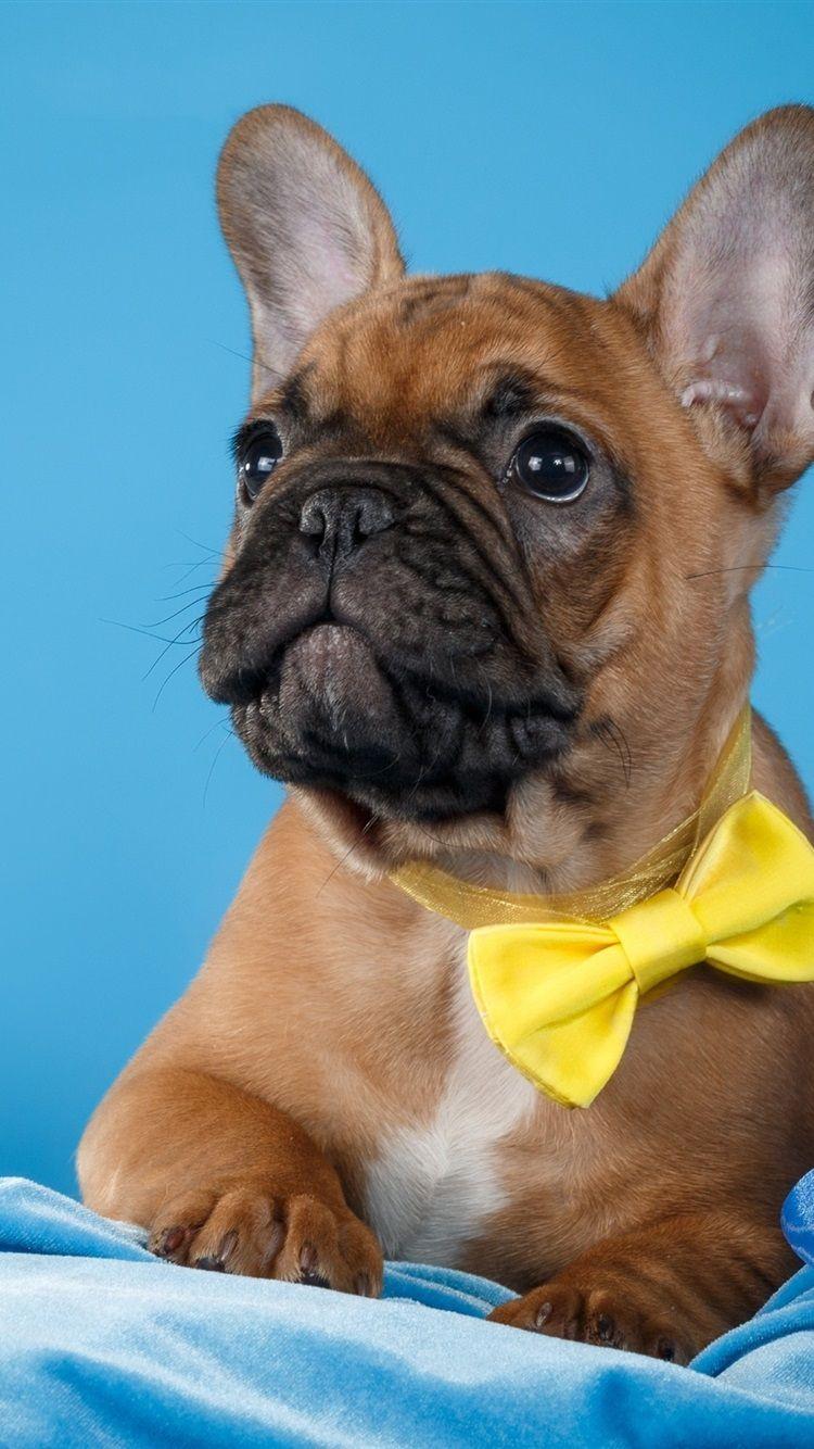 750x1334 Wallpaper French bulldog, blue background 2880x1800 HD Picture, Image