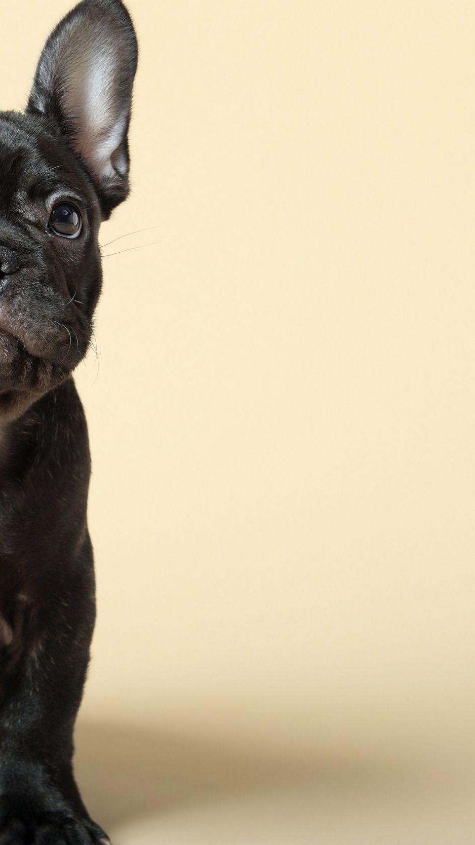 938x1668 Download French Bulldog, puppy, cute animals, 4k iPhone standard wallpaper 938x1668