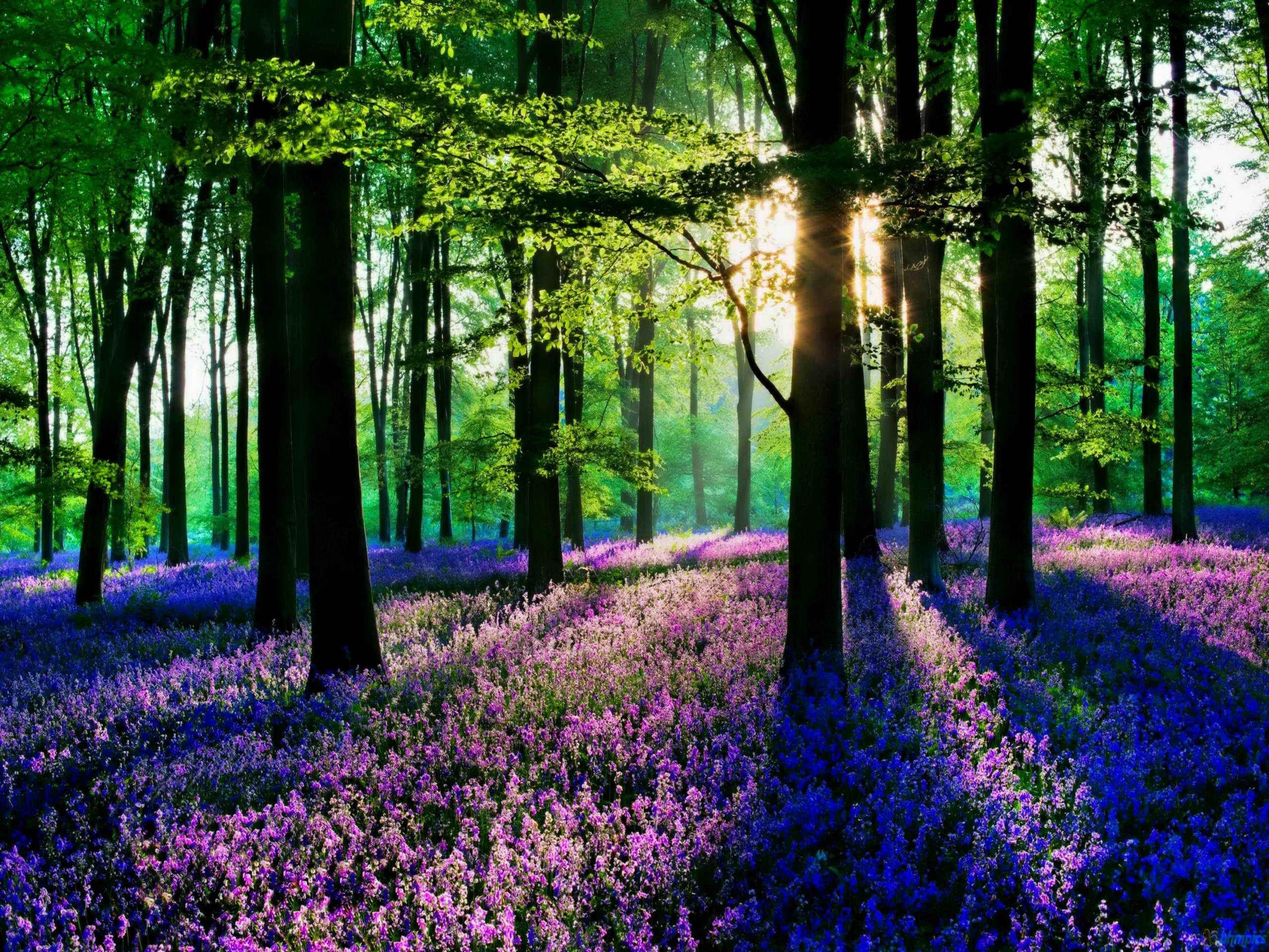 Spring Morning Wallpapers - Top Free Spring Morning Backgrounds ...