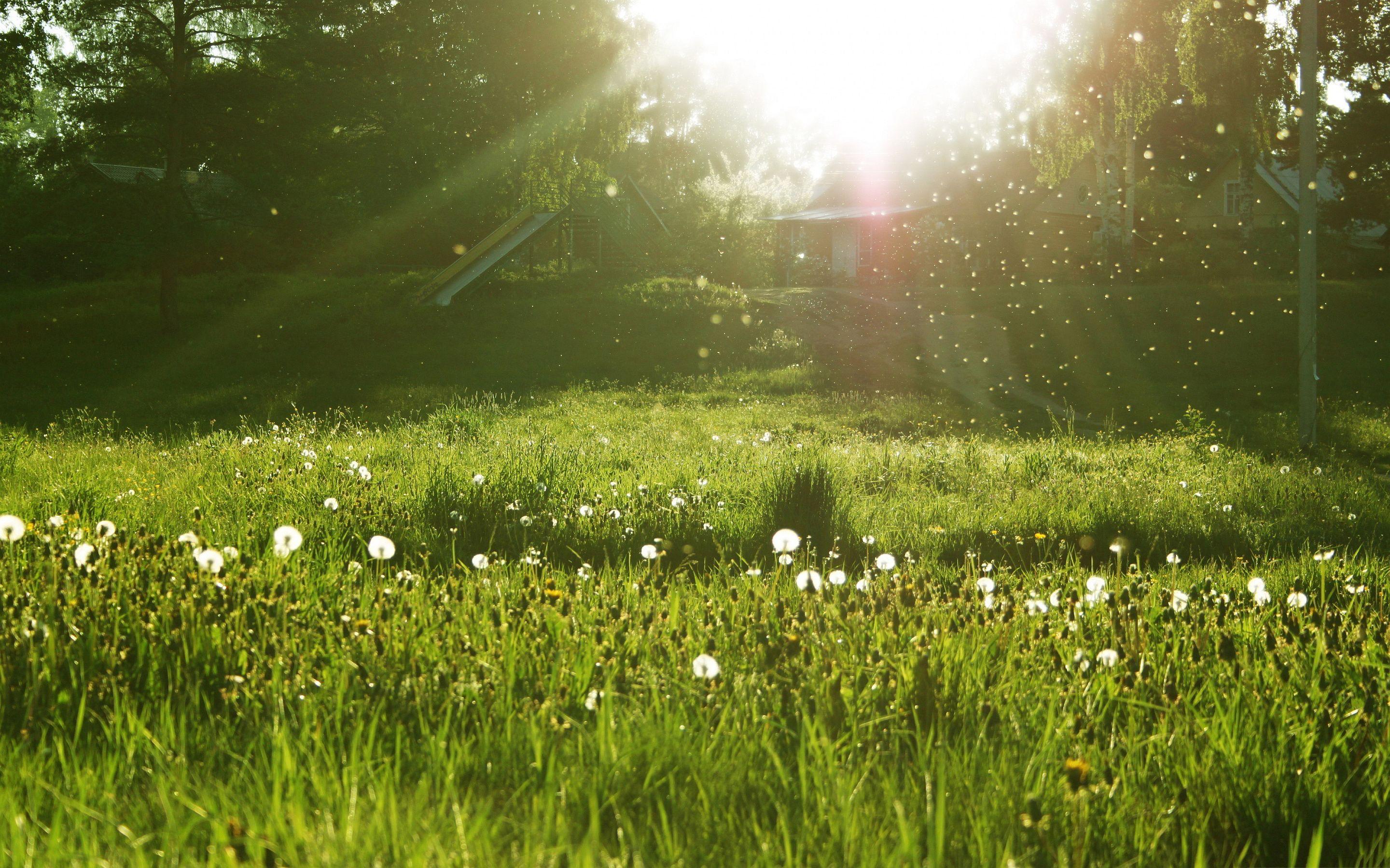 2880x1800 Sunlight Wallpaper, Spring Wallpaper. HD Wallpaper Top