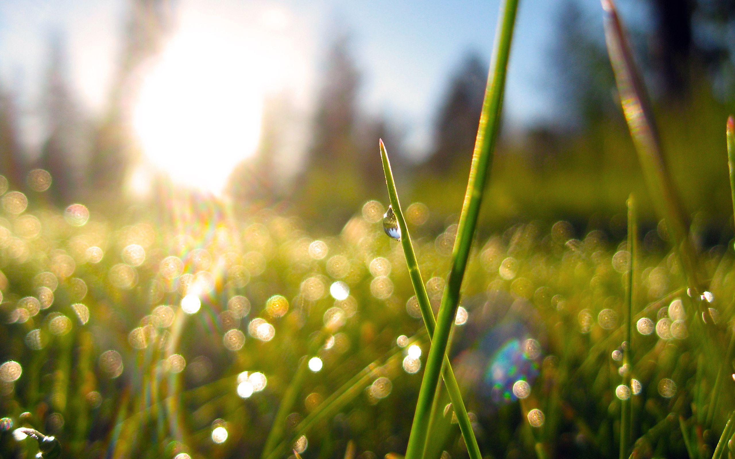 2560x1600 morning light through dewy grass. light & color