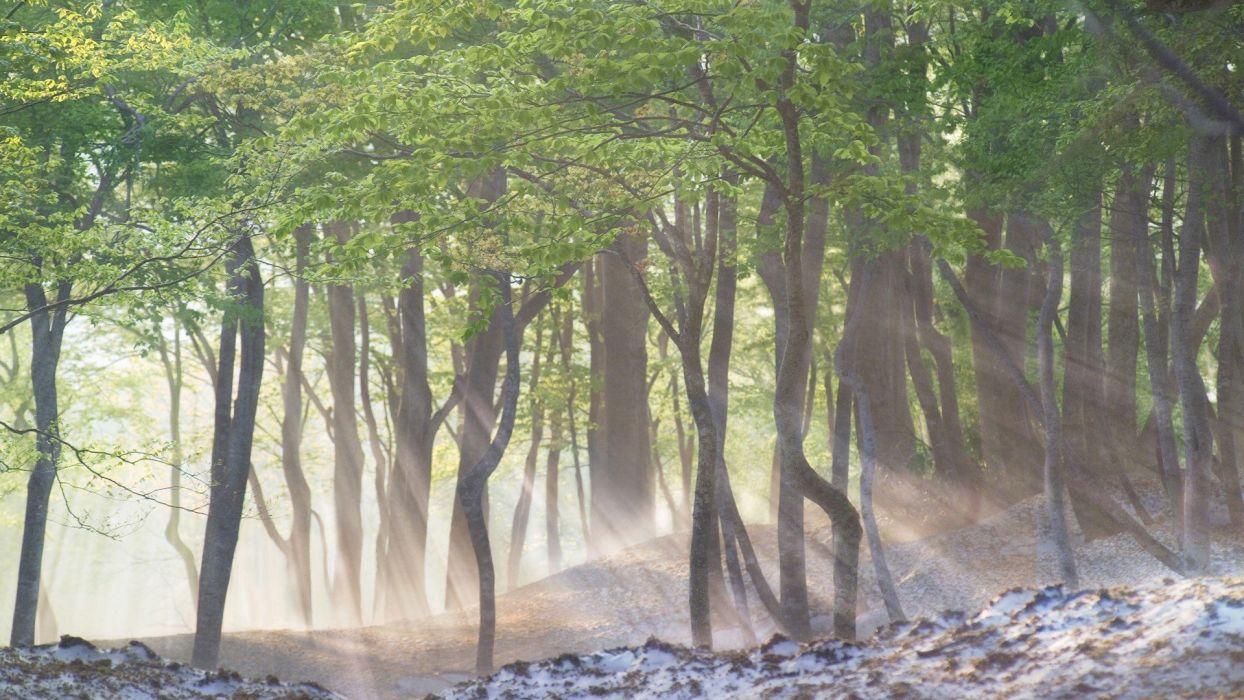 1244x700 Japan landscapes nature snow trees forests fog spring morning