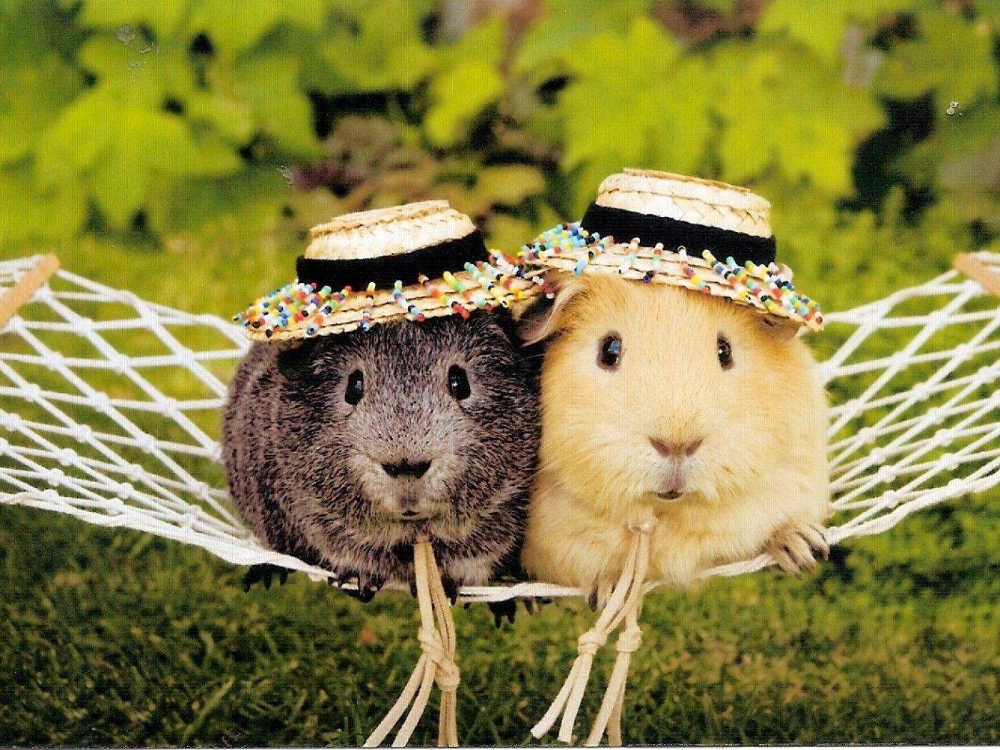 Beautiful Can Guinea Pigs Have Cheese Landscape Concept Beautiful Can Guinea Pigs Have Cheese Landscape Concept