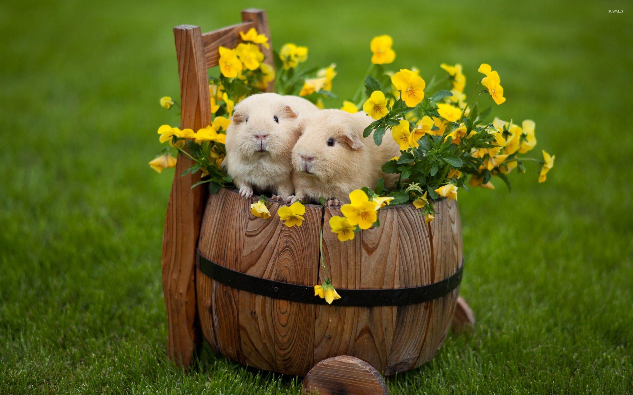 2560x1600 Guinea pigs in a barrel wallpaper wallpaper