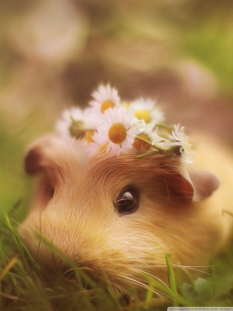 768x1024 Cute Guinea Pig Ultra HD Desktop Background Wallpaper for 4K UHD TV : Widescreen & UltraWide Desktop & Laptop : Tablet