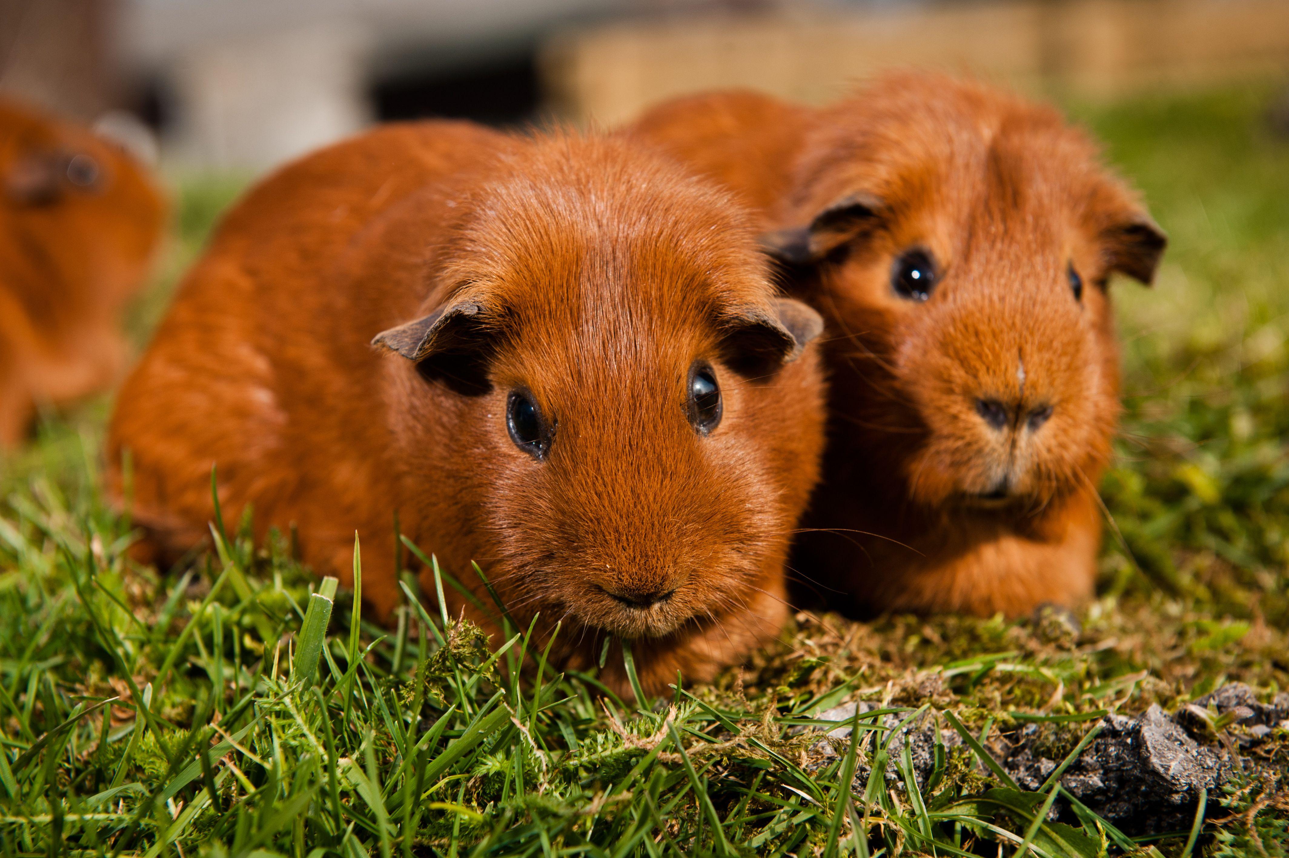 Lush Can Guinea Pigs Have Plums Artwork in 4K Lush Can Guinea Pigs Have Plums Artwork in 4K
