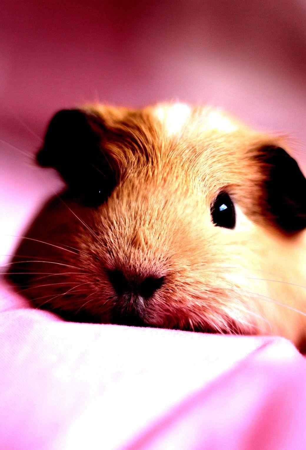 Lush Can Guinea Pigs Have Plums Photo Collection Lush Can Guinea Pigs Have Plums Photo Collection