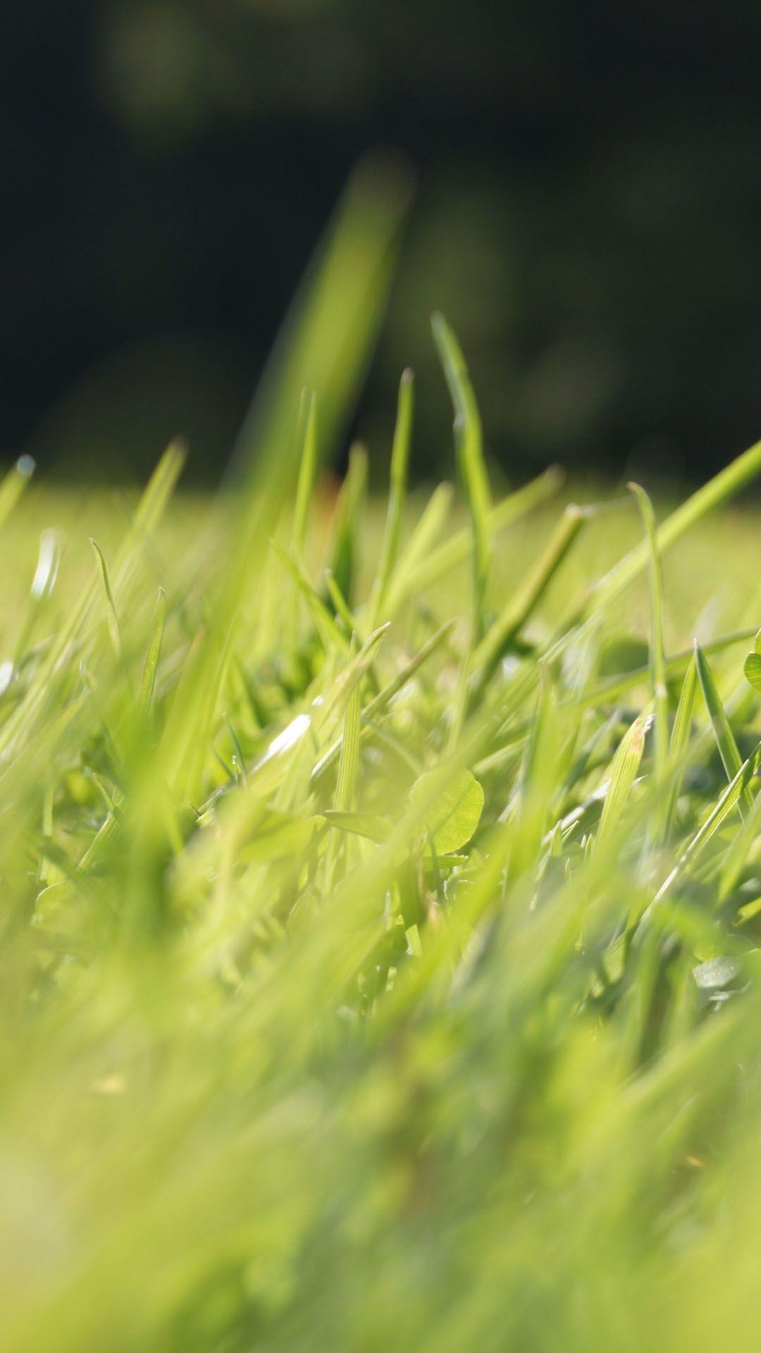 1080x1920 Grass Spring Morning IPhone 6 6 Plus And IPhone 5 4 Wallpaper