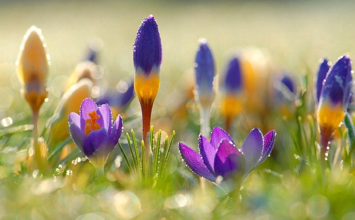 Spring Morning Wallpapers - Top Free Spring Morning Backgrounds