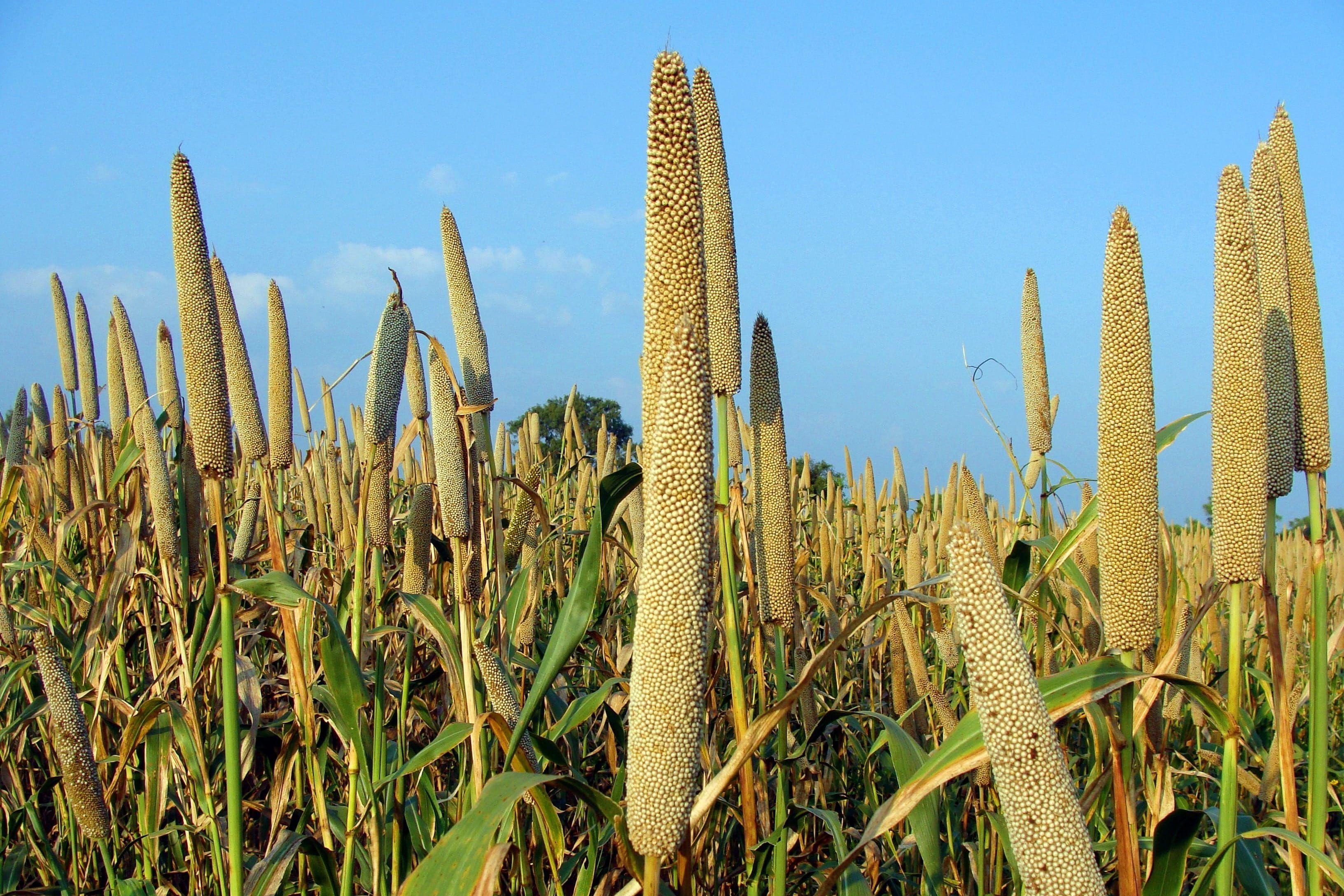 Millet Wallpapers Top Free Millet Backgrounds WallpaperAccess