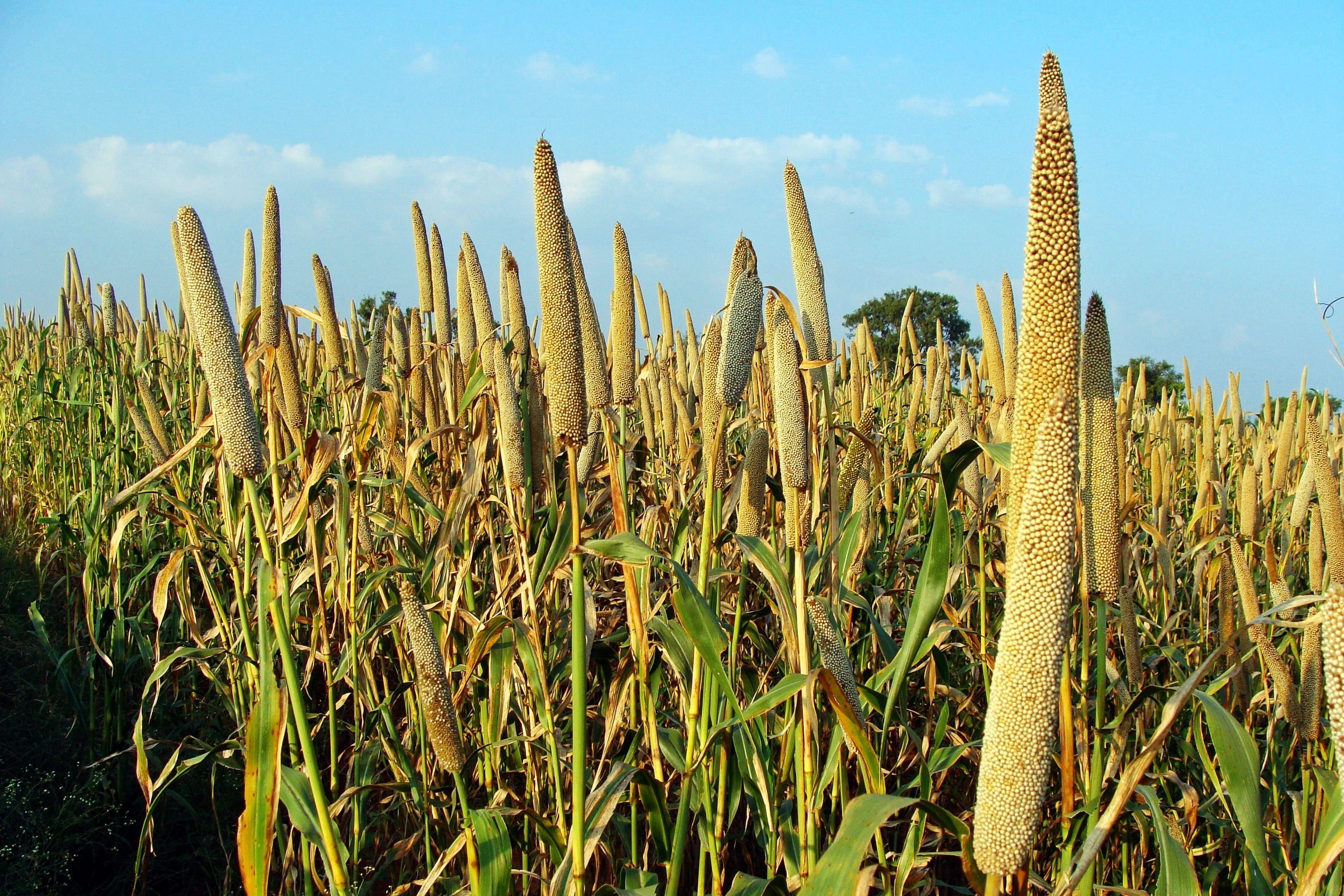 Millet Wallpapers Top Free Millet Backgrounds WallpaperAccess