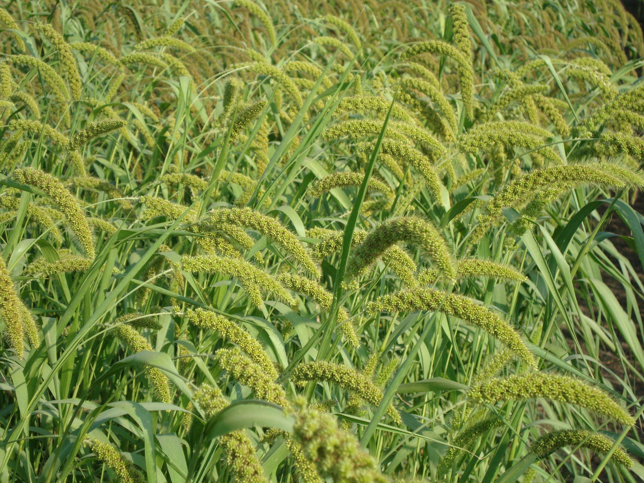 2048x1536 SMALL MILLETS