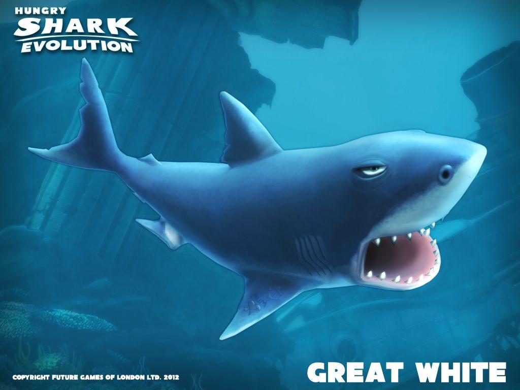1024x768 Great White Shark Shark Evolution. Tubarão branco, Tubarão