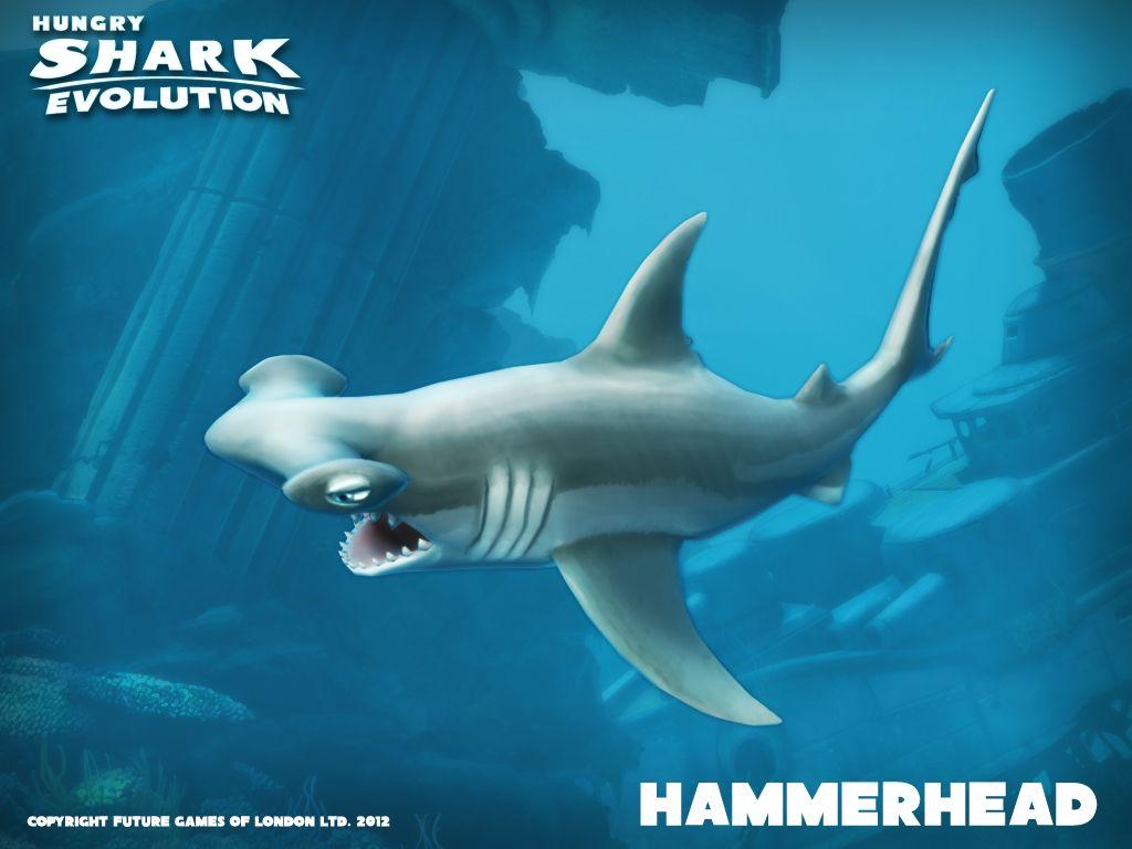 1024x768 Hammerhead shark Shark Evolution. Shark games, Shark, Great white shark