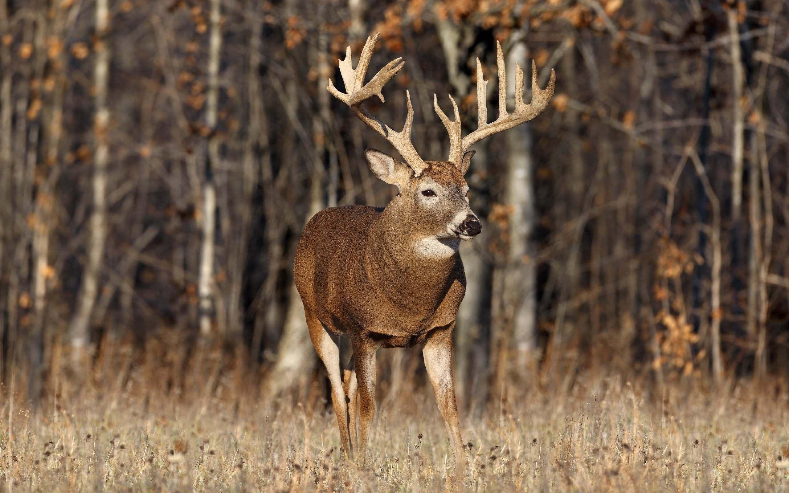 Deer Hunting Wallpapers - Top Những Hình Ảnh Đẹp