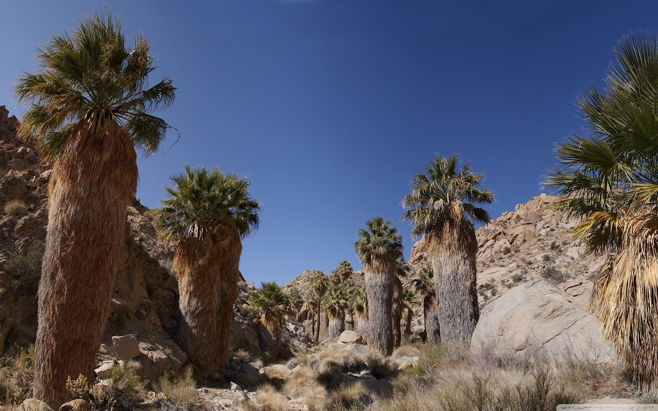 2560x1600 Desert Oasis ❤ 4K HD Desktop Wallpaper for 4K Ultra HD TV • Tablet