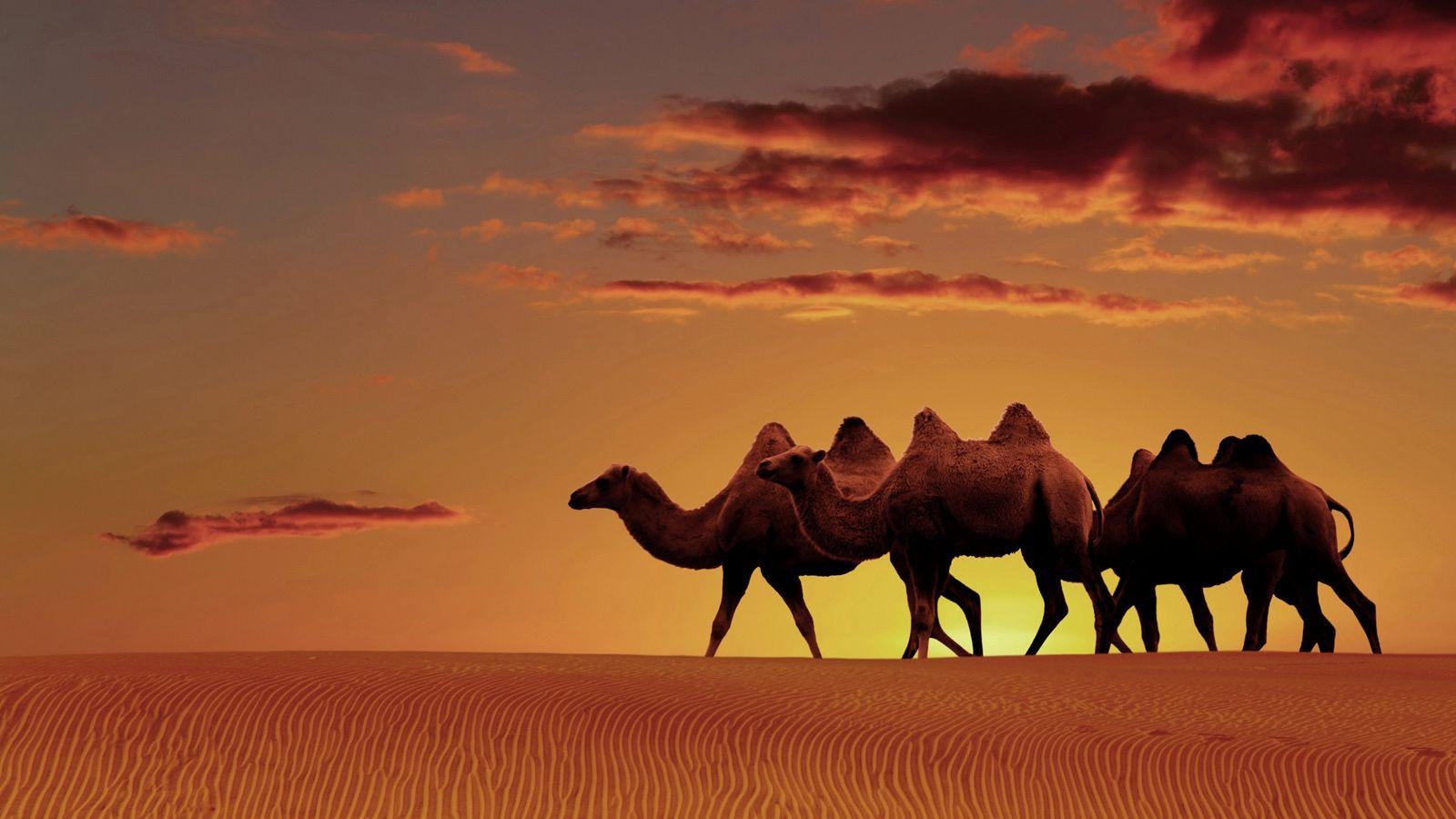 1600x900 Match Fashion Lovely Arabian Desert Oasis Sunset HD Desktop