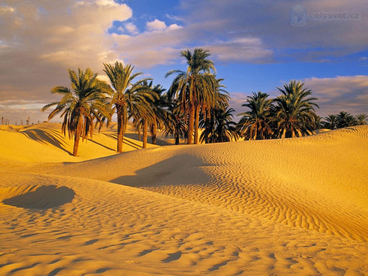 Desert Oasis Wallpapers - Top Free Desert Oasis Backgrounds ...