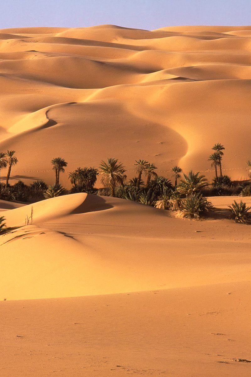 800x1200 Download wallpaper 800x1200 desert, oasis, vegetation, trees, palm