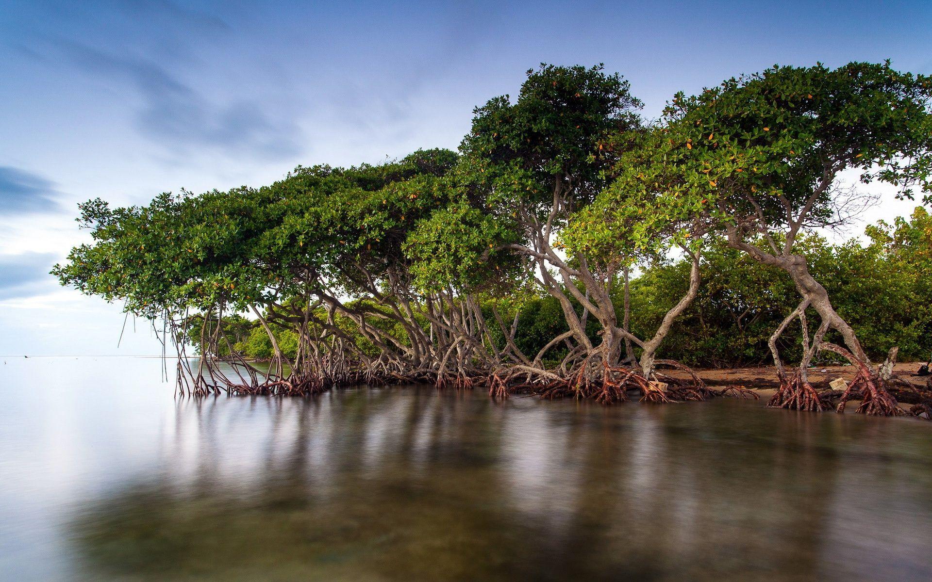 Most Common Places To Find Mangrove Trees Tree Journey, 44% OFF