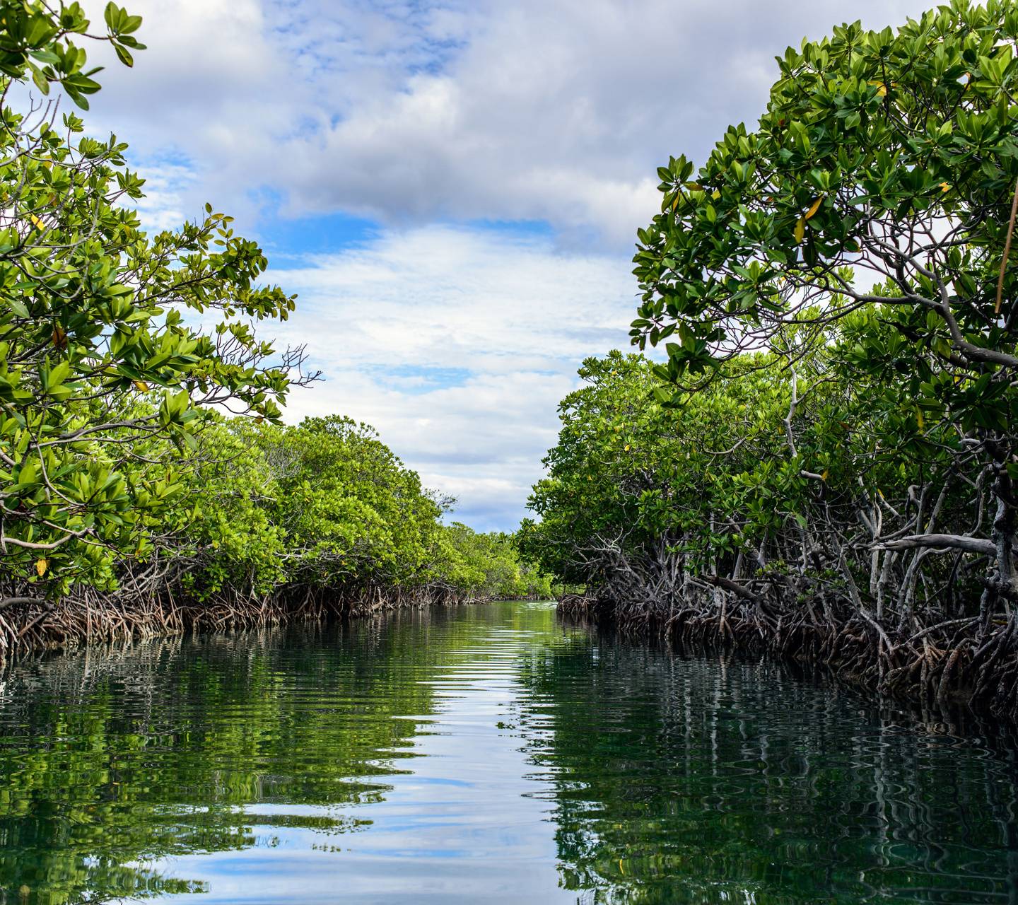 Mangrove 4. Мангровые заросли Самуи. Мангровые деревья на Пхукете. Тувалу мангровые плантации. Мангры, Сельва, Пуна.