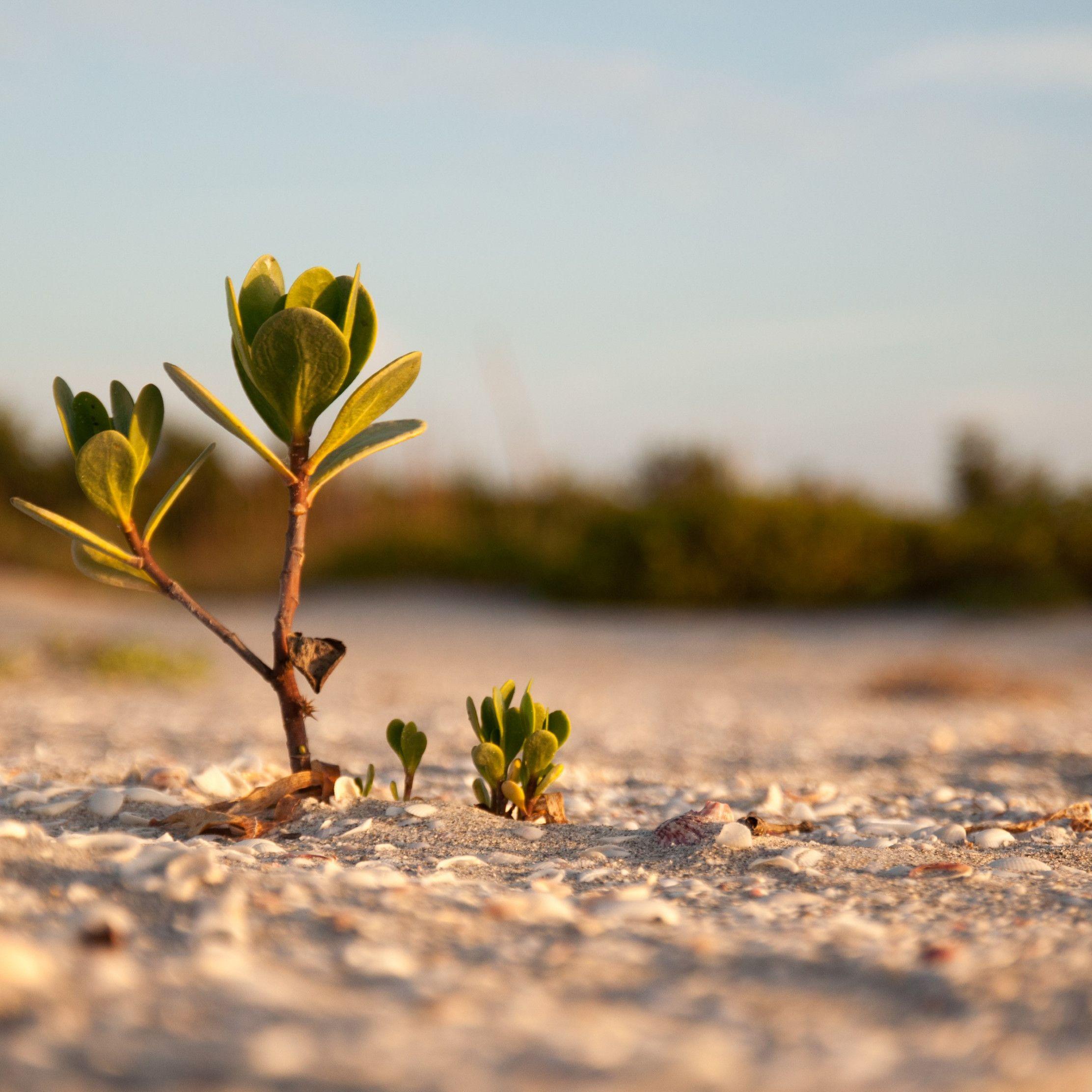2224x2224 Download wallpaper: Mangrove on the sandy beach 2224x2224